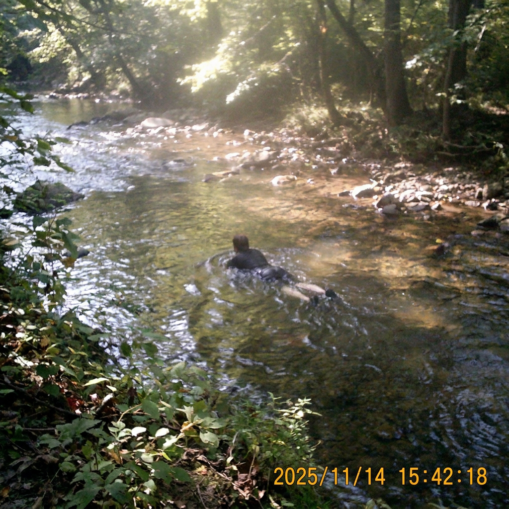 a swim in a sunlit creek